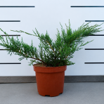 Borievka prostredná (Juniperus × media) ´PFITZERIANA GLAUCA´ - výška 20-30 cm ⌀ 20-30 cm , kont. C3L